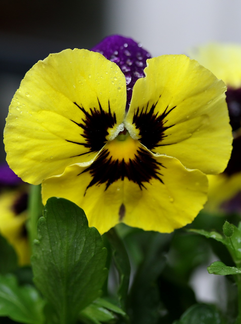 pansy  coloring  wet free photo