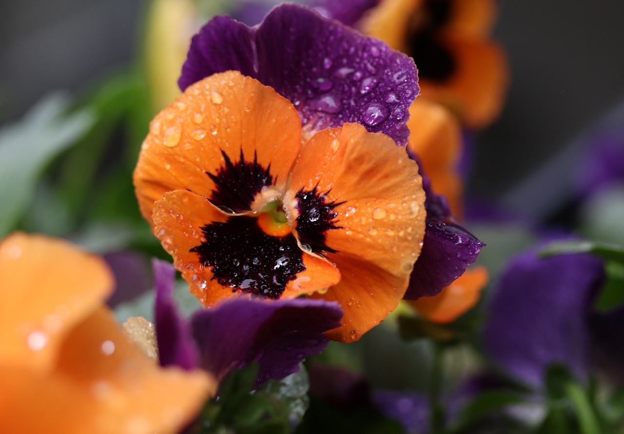 pansy  coloring  wet free photo