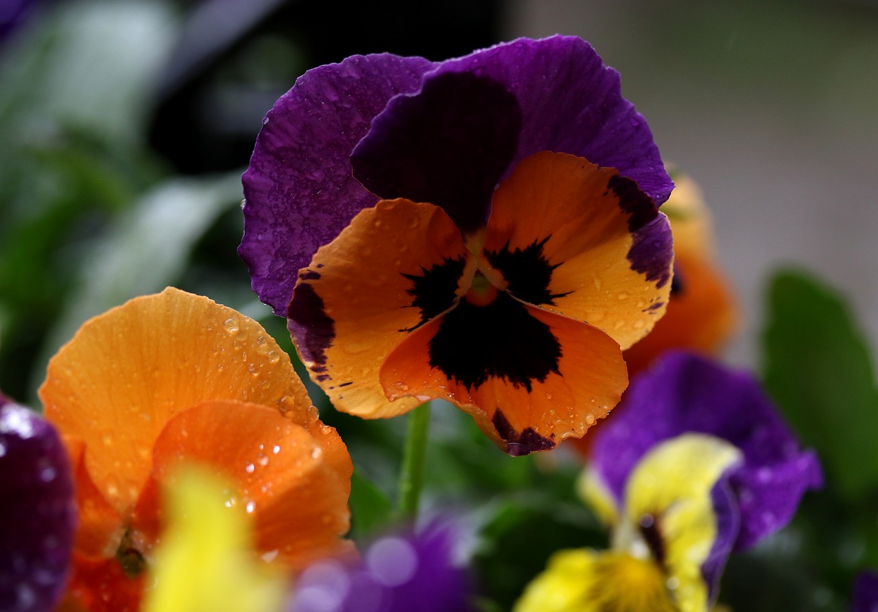 pansy  coloring  wet free photo