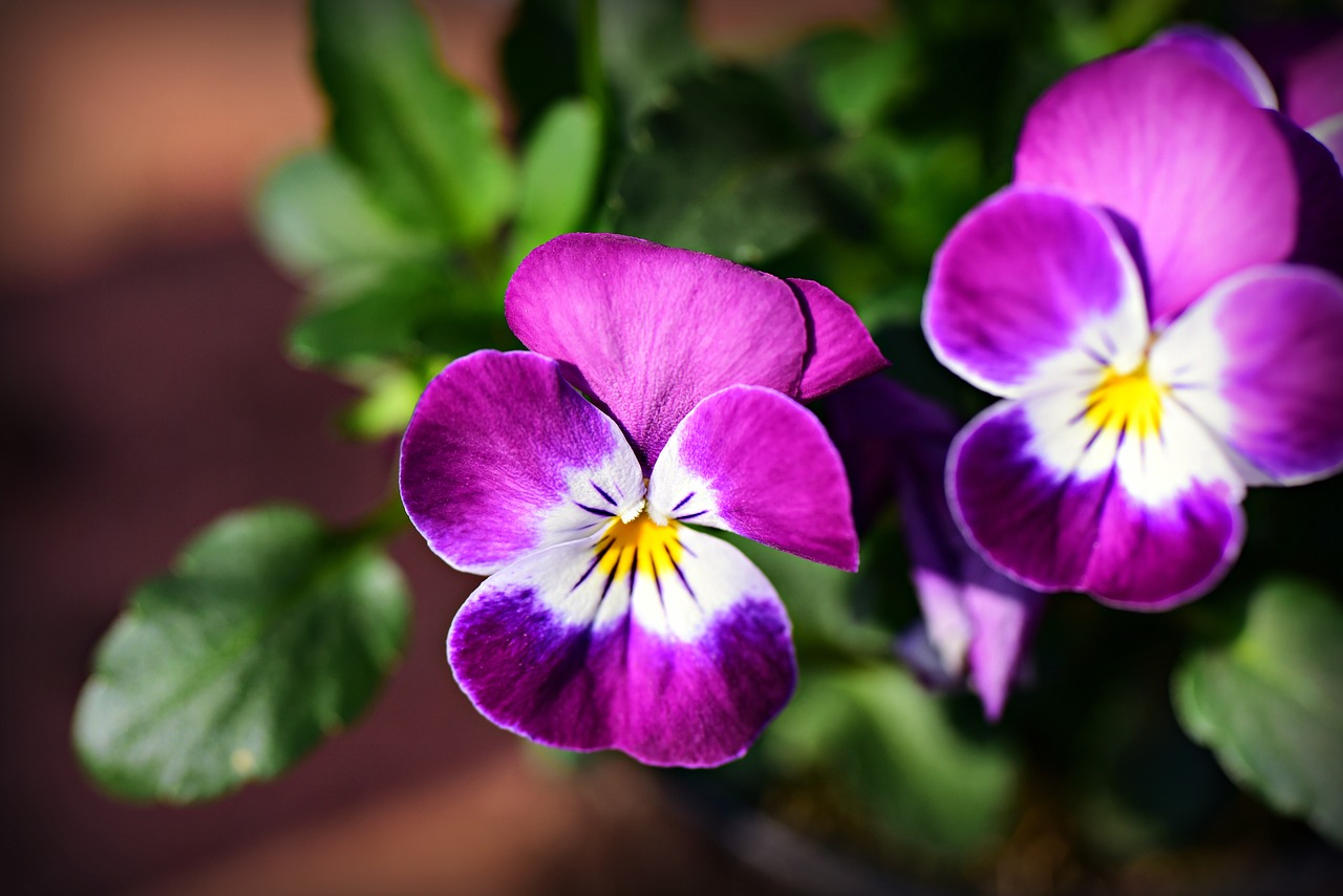 pansy  flower  plant free photo