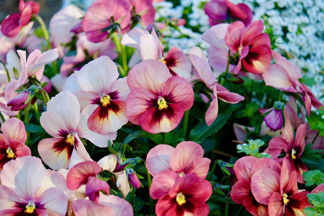 pansy  flower  pink free photo