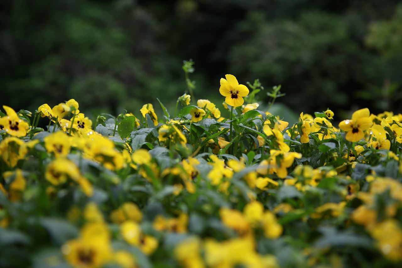 pansy  flowers  spring free photo