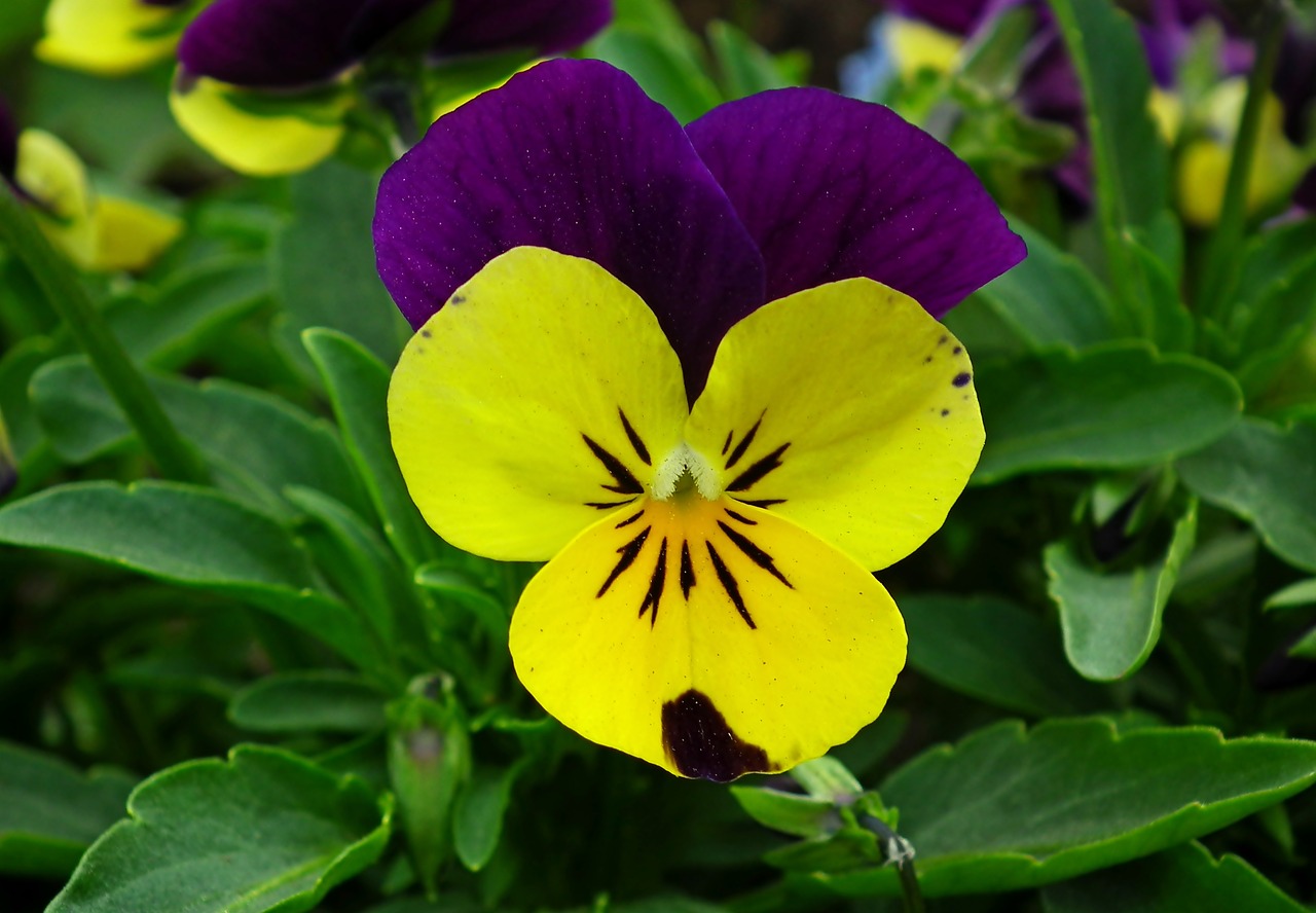 pansy  flower  spring free photo
