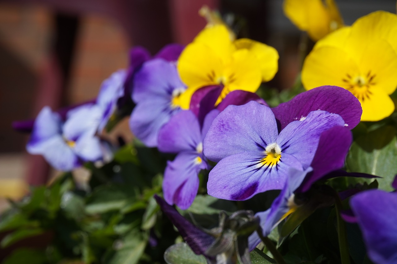 pansy  flower  spring free photo