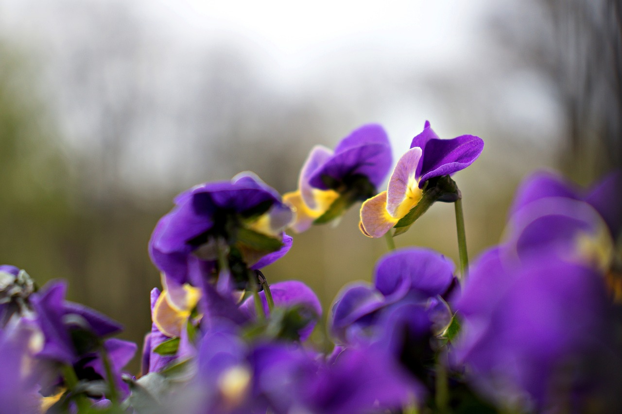 pansy  flowers  garden free photo