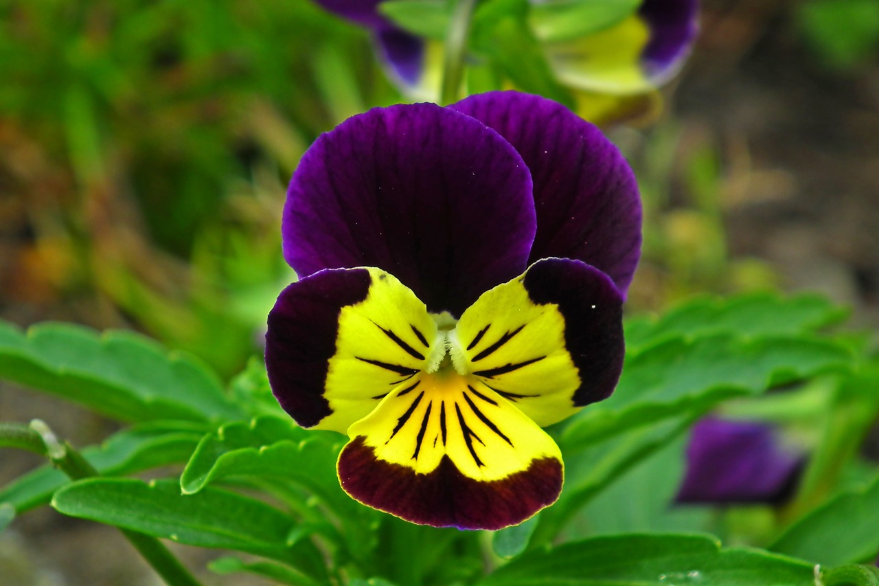 pansy  flower  colored free photo