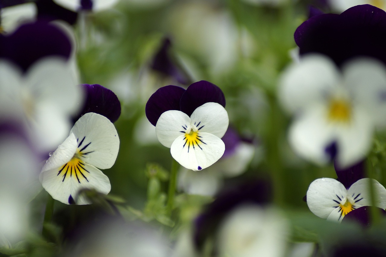 pansy  plant  purple free photo