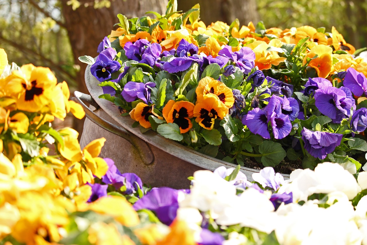 pansy  spring  garden free photo