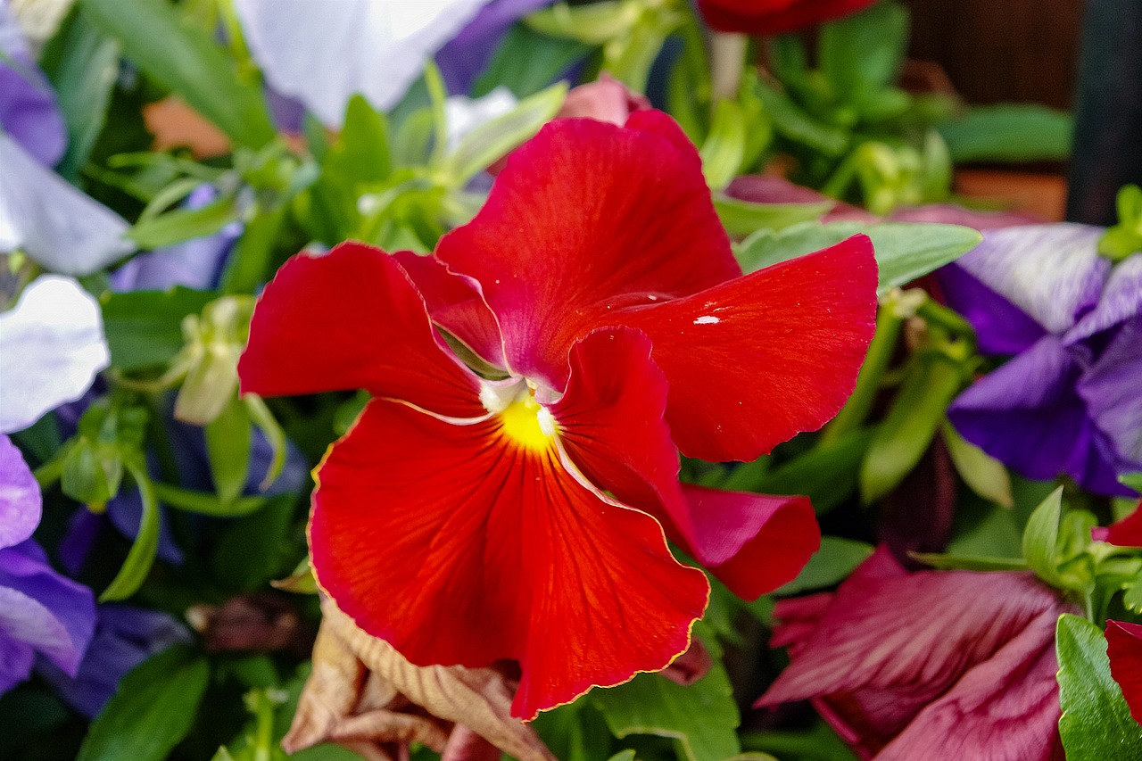 pansy  flower  spring free photo