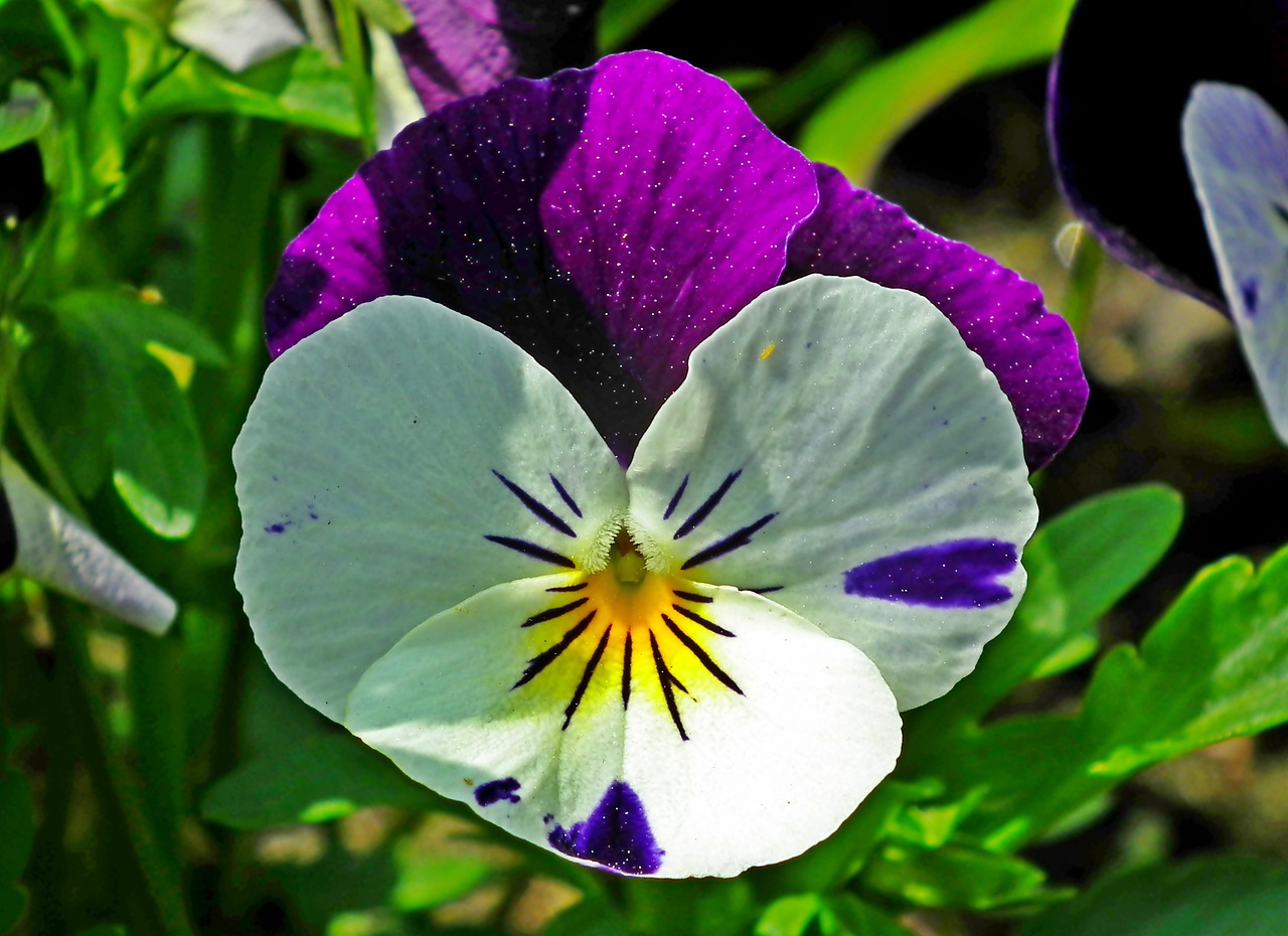 pansy  flower  spring free photo