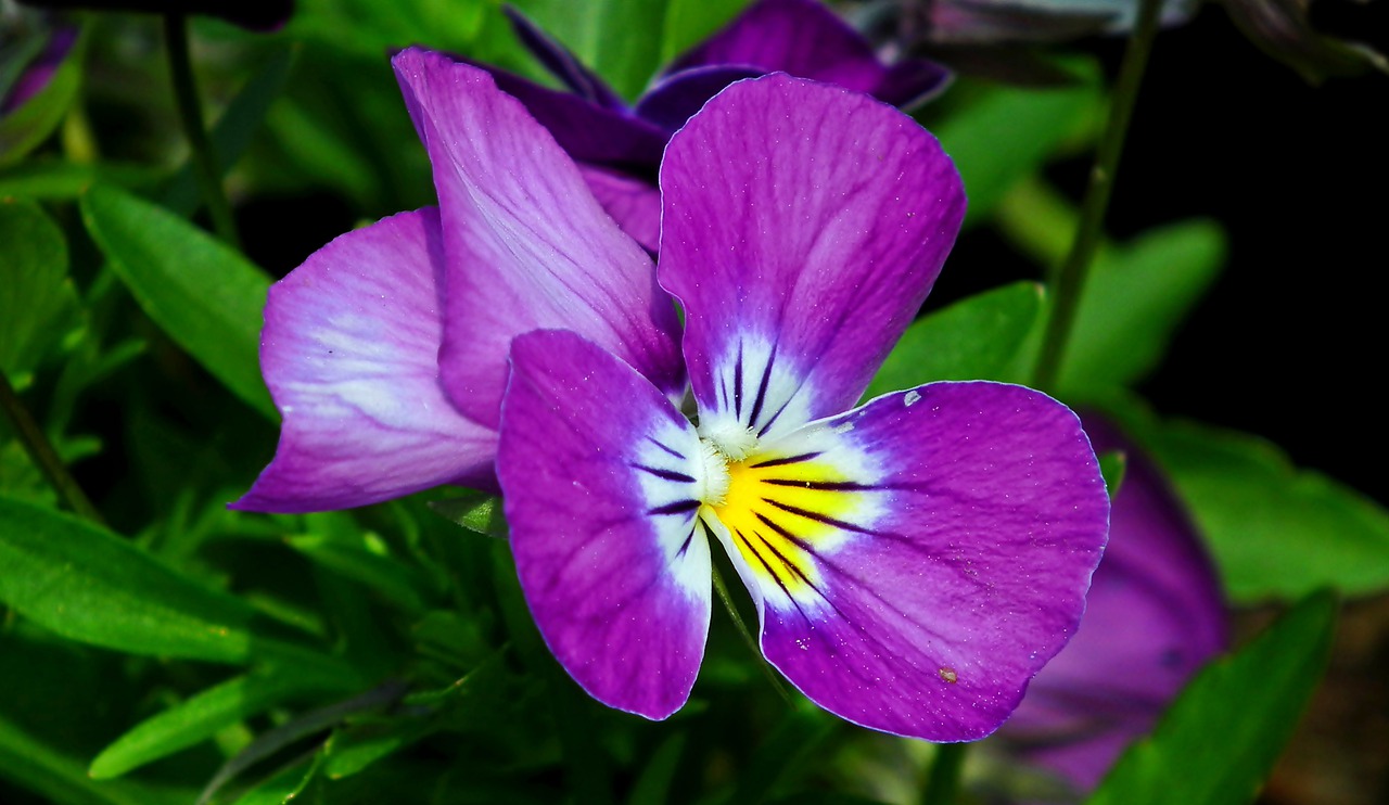 pansy  flower  spring free photo