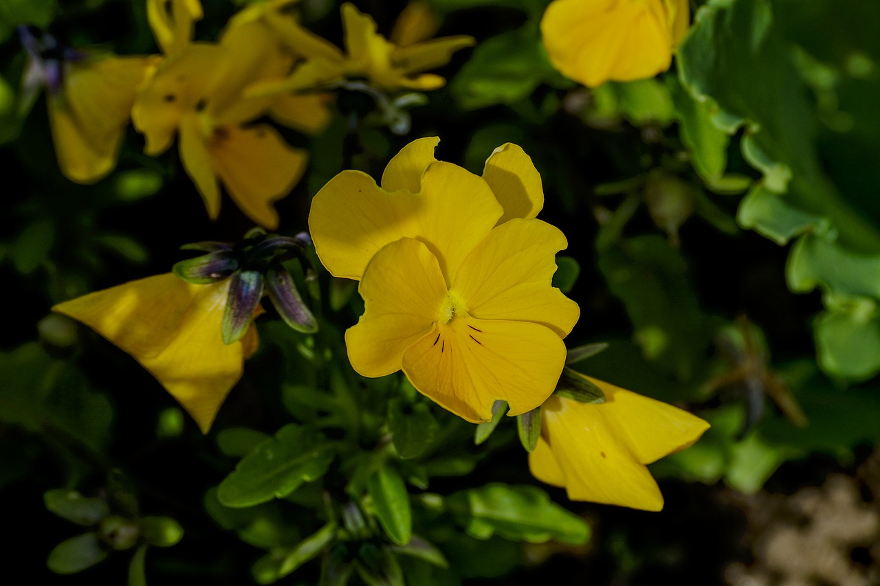 pansy  garden  spring free photo