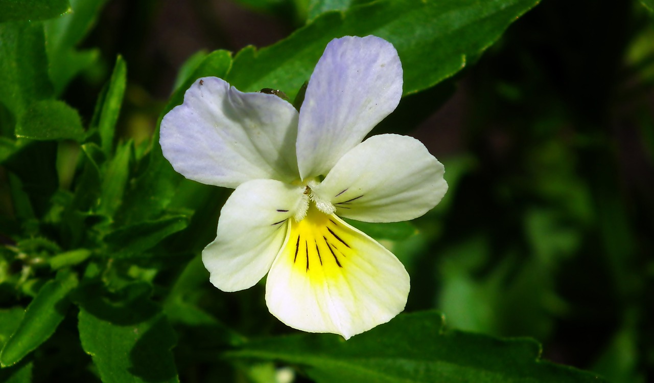 pansy  flower  garden free photo