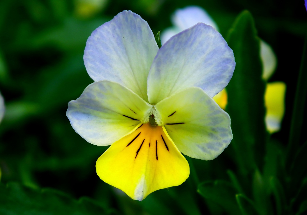 pansy  flower  colored free photo