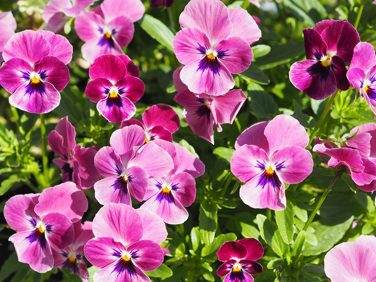 pansy  plant  flower free photo