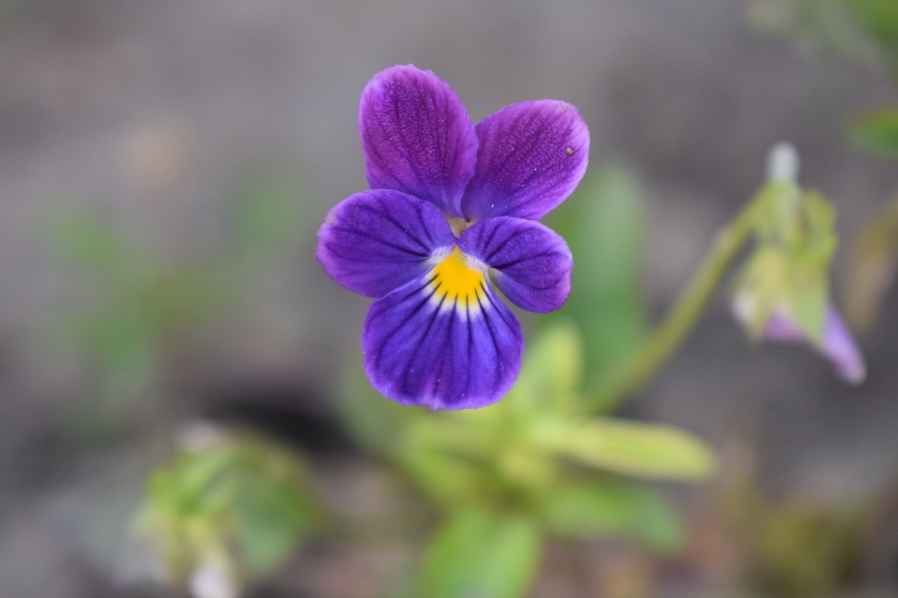 pansy  summer  garden free photo