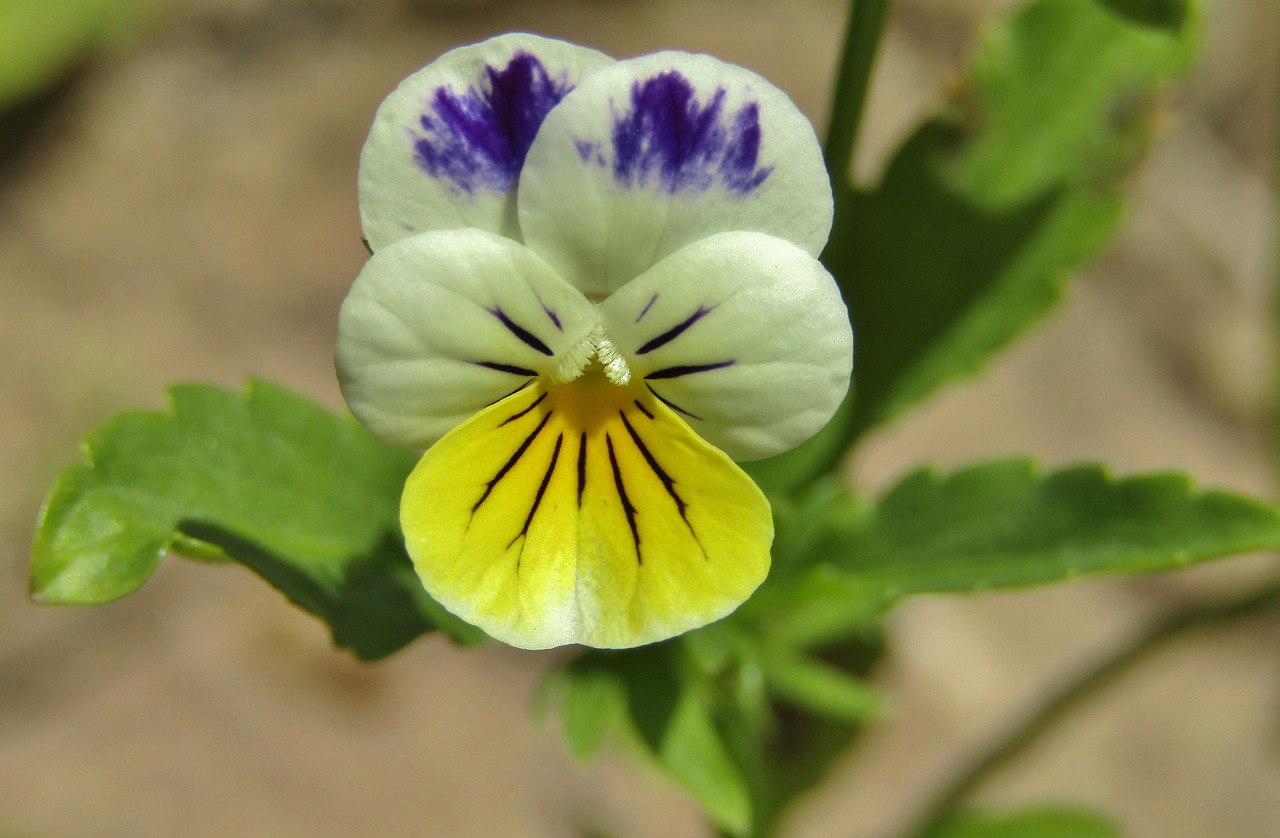 pansy  white  purple free photo