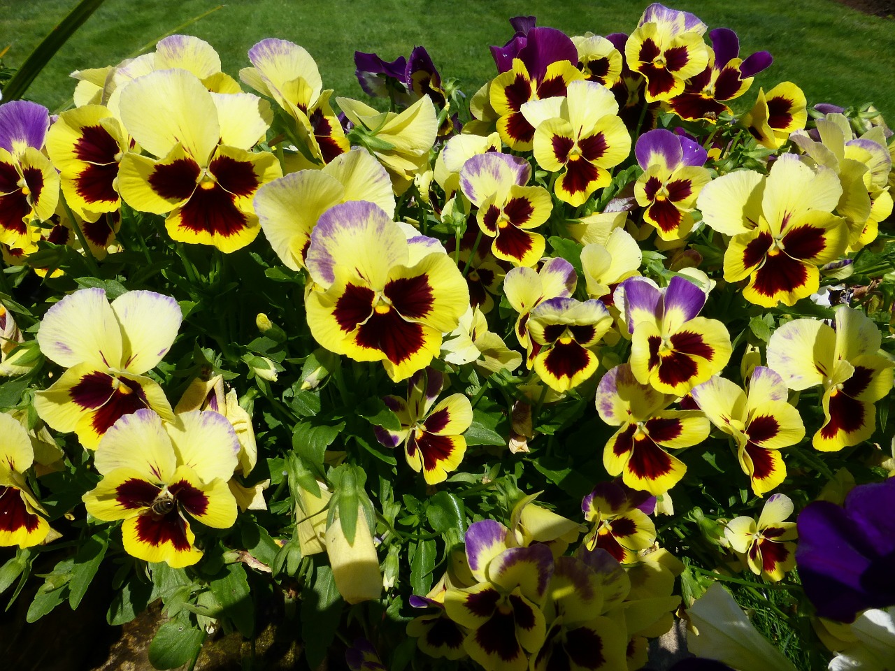 pansy flower bloom free photo