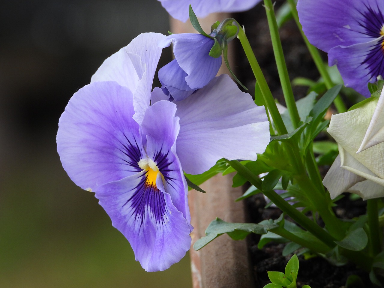 pansy  flowers  pansies free photo