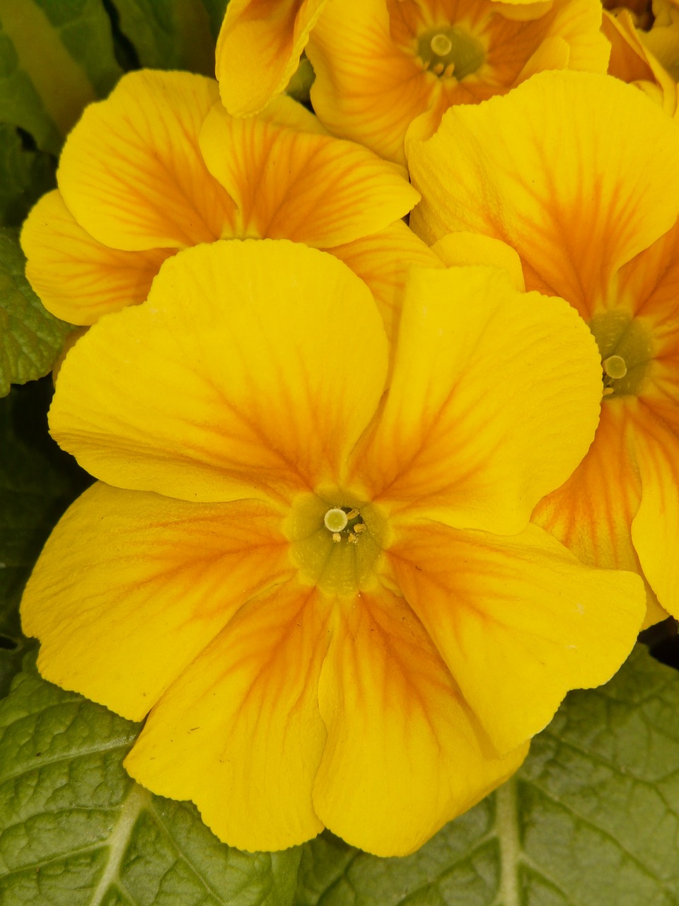 pansy yellow flower free photo
