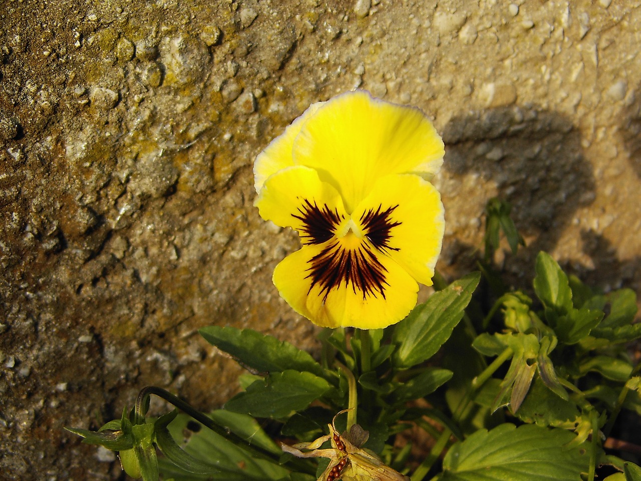 pansy flower blossom free photo