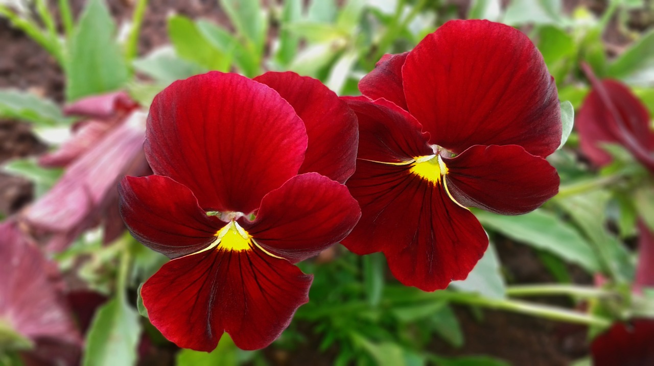 pansy red flower free photo