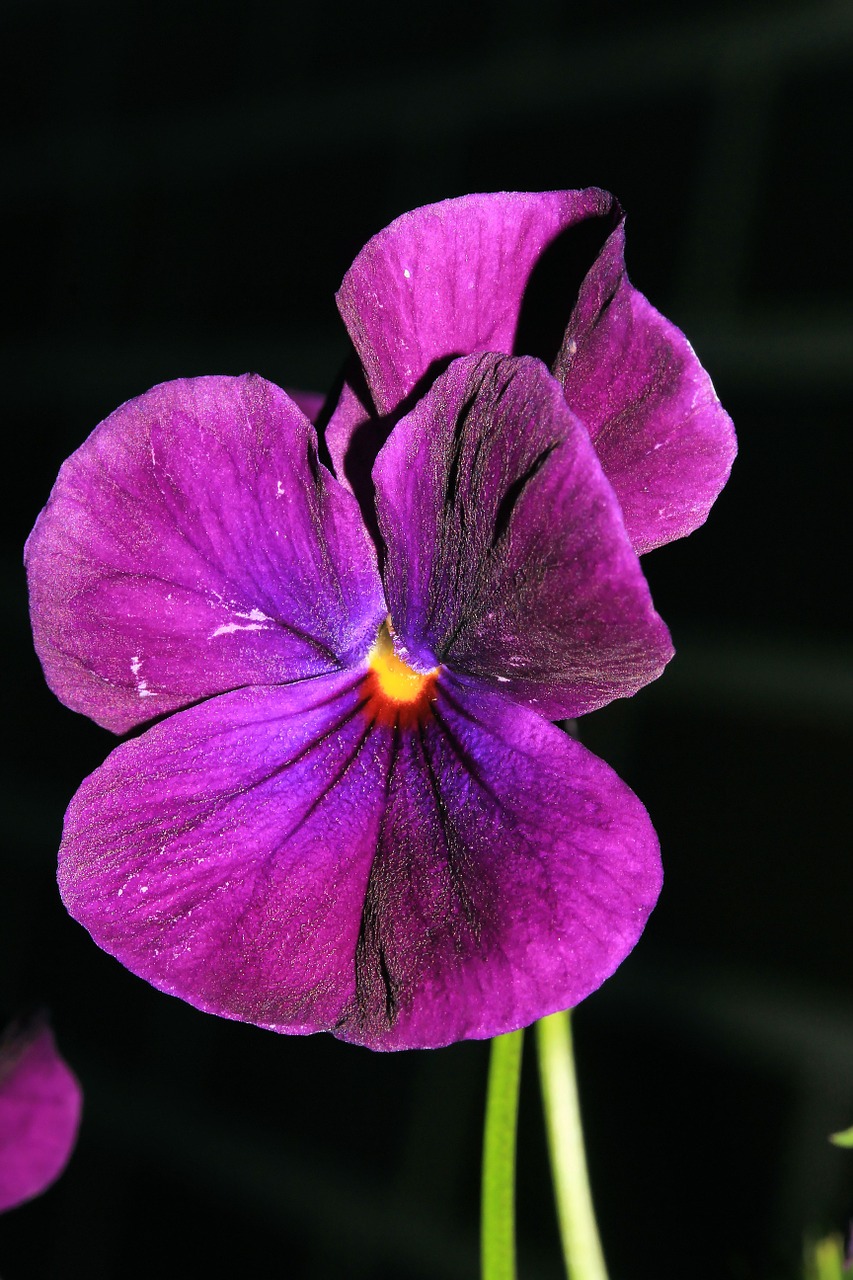 pansy flower blossom free photo