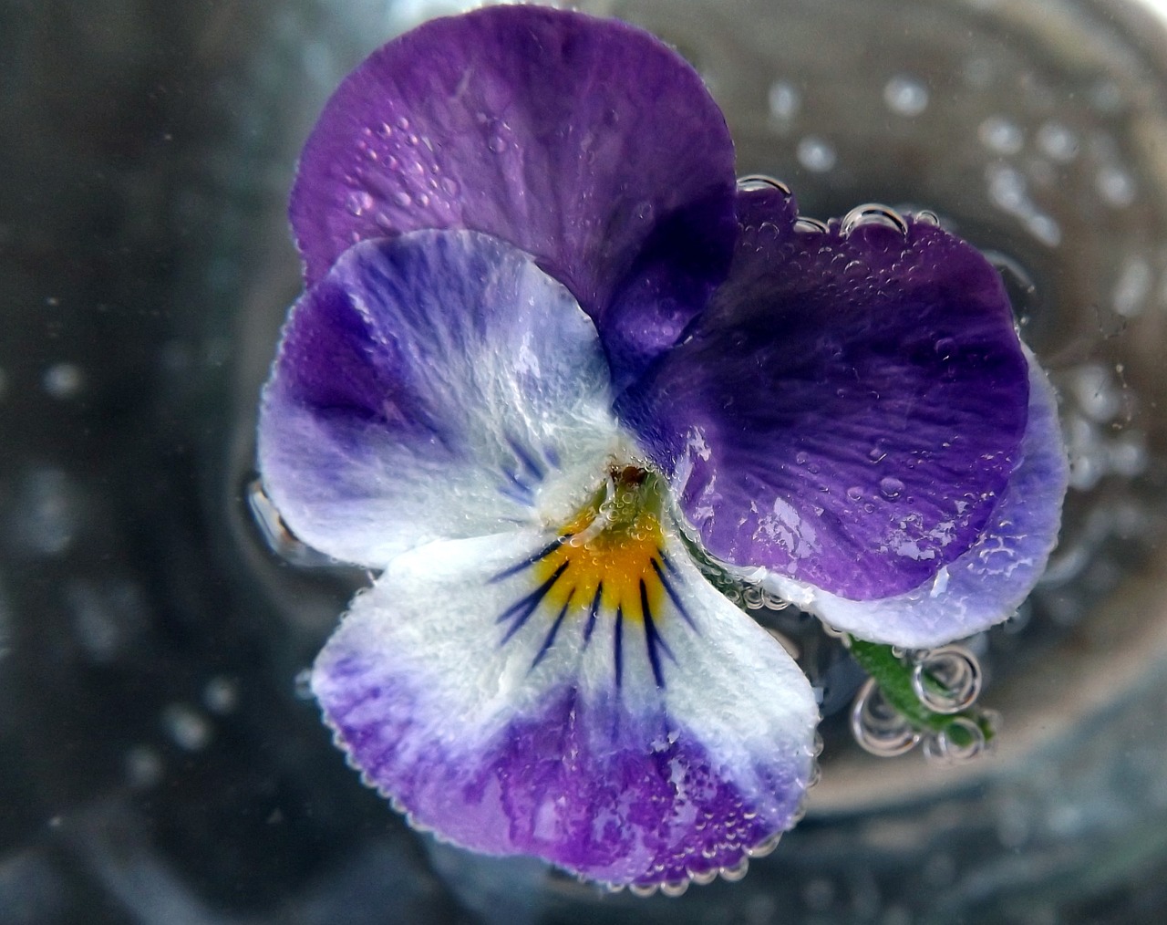 pansy water violet free photo