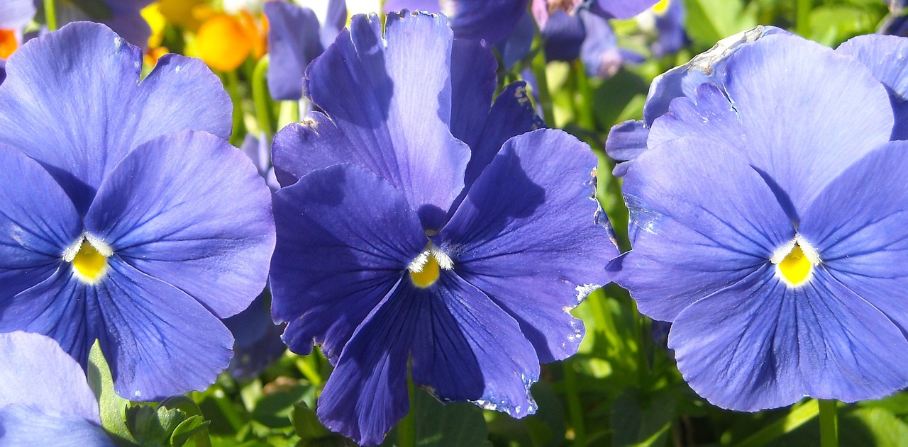 pansy blue floral free photo