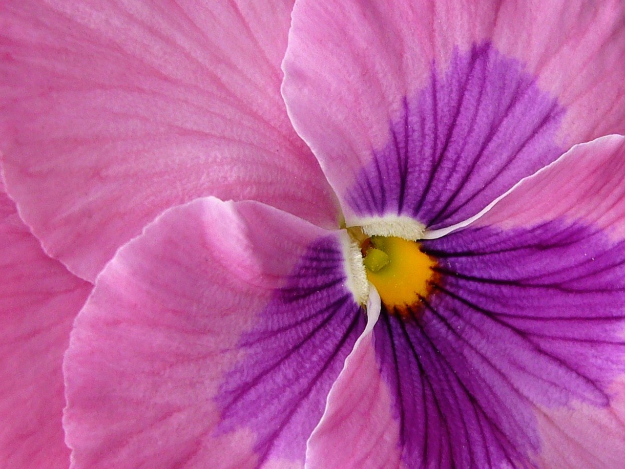 pansy flower blossom free photo