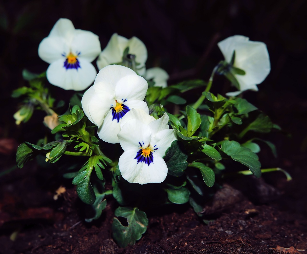 pansy white flowers free photo