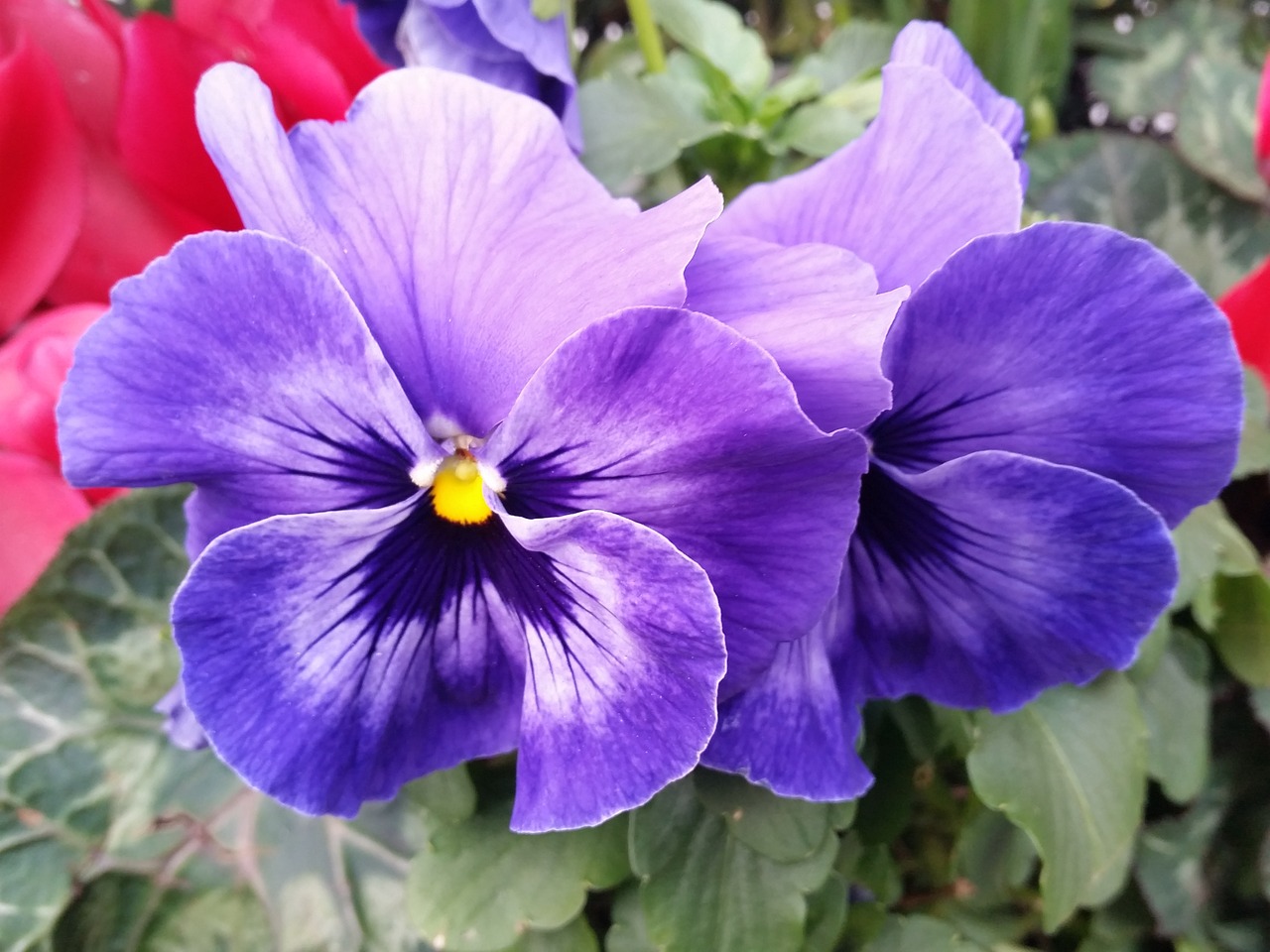 pansy flower purple free photo
