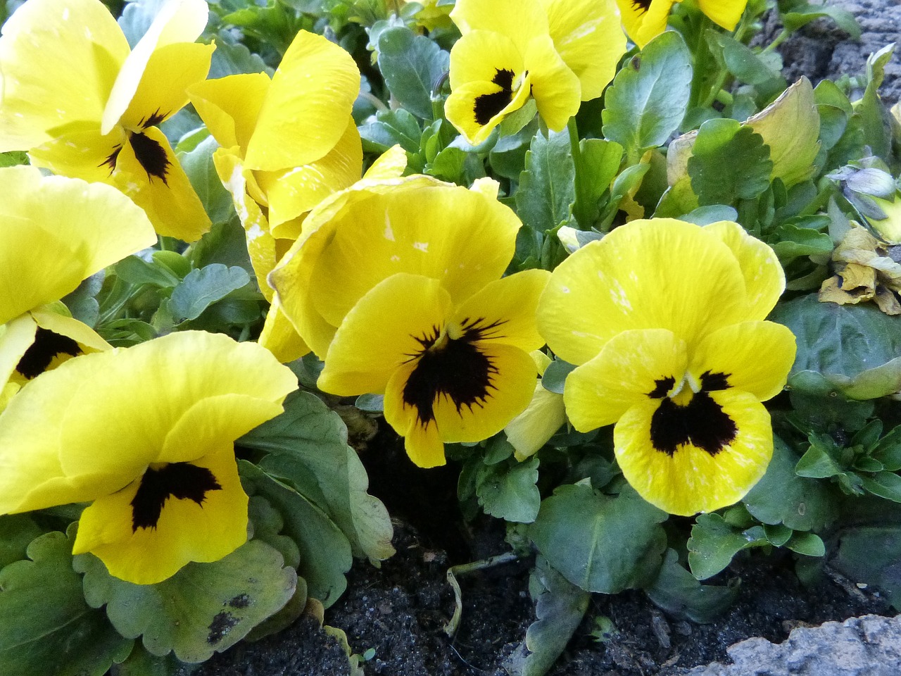 pansy yellow blossom free photo