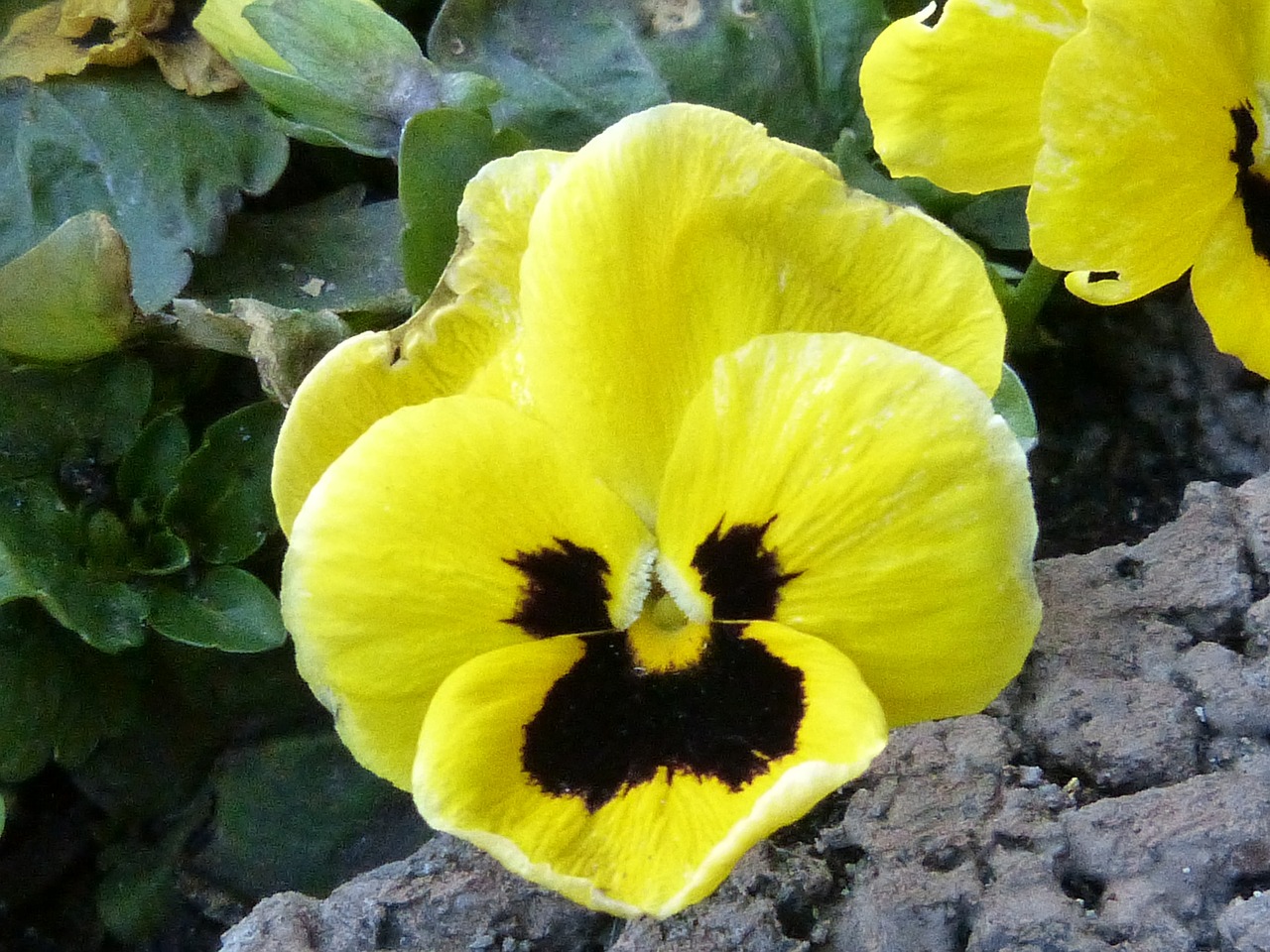 pansy yellow blossom free photo