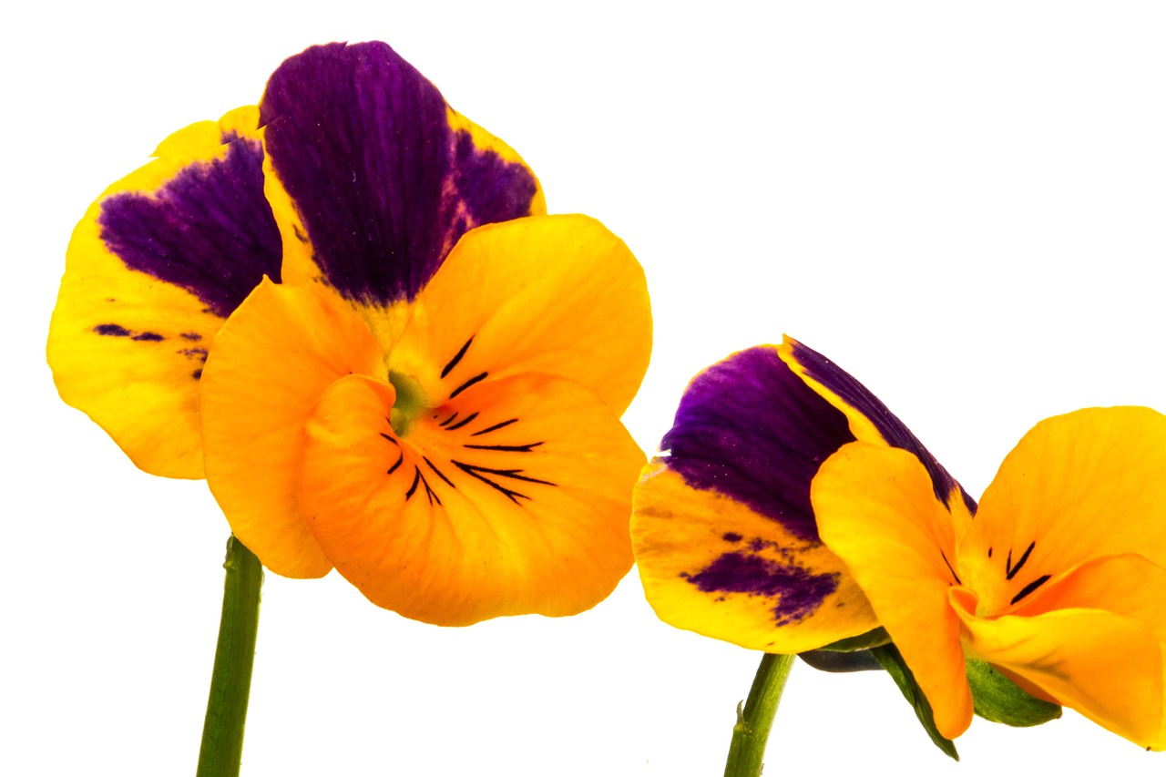 pansy flower yellow free photo