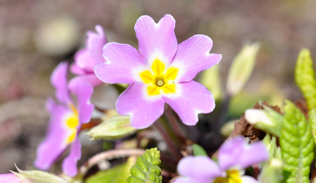 pansy pink flower free photo