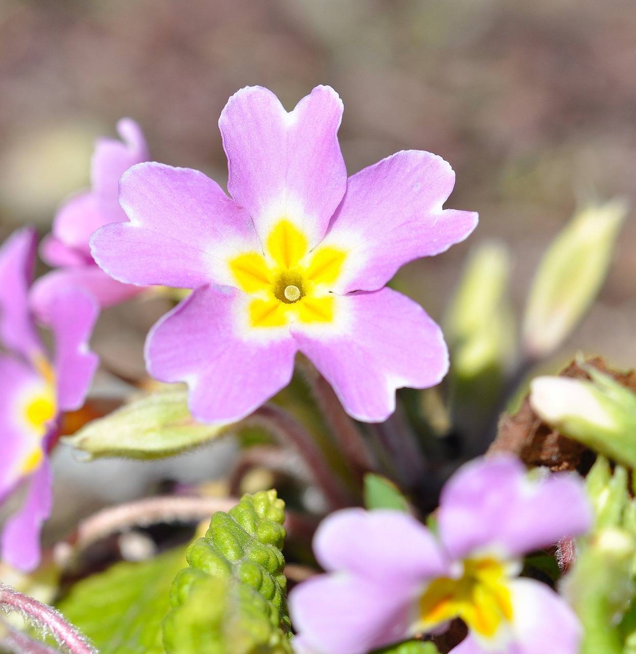 pansy pink flower free photo