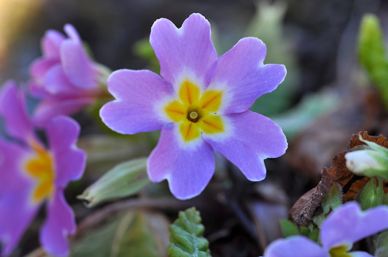 pansy pink flower free photo