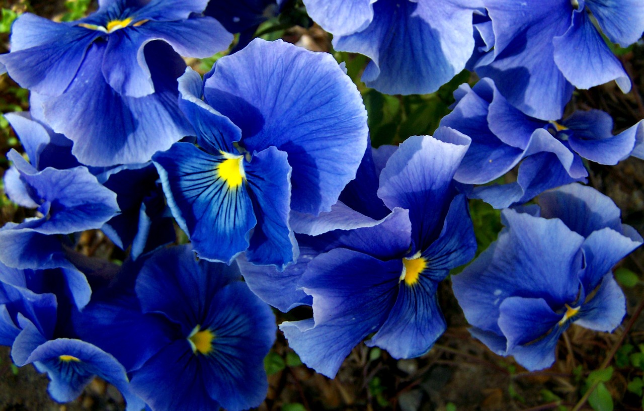 pansy blue spring flower free photo