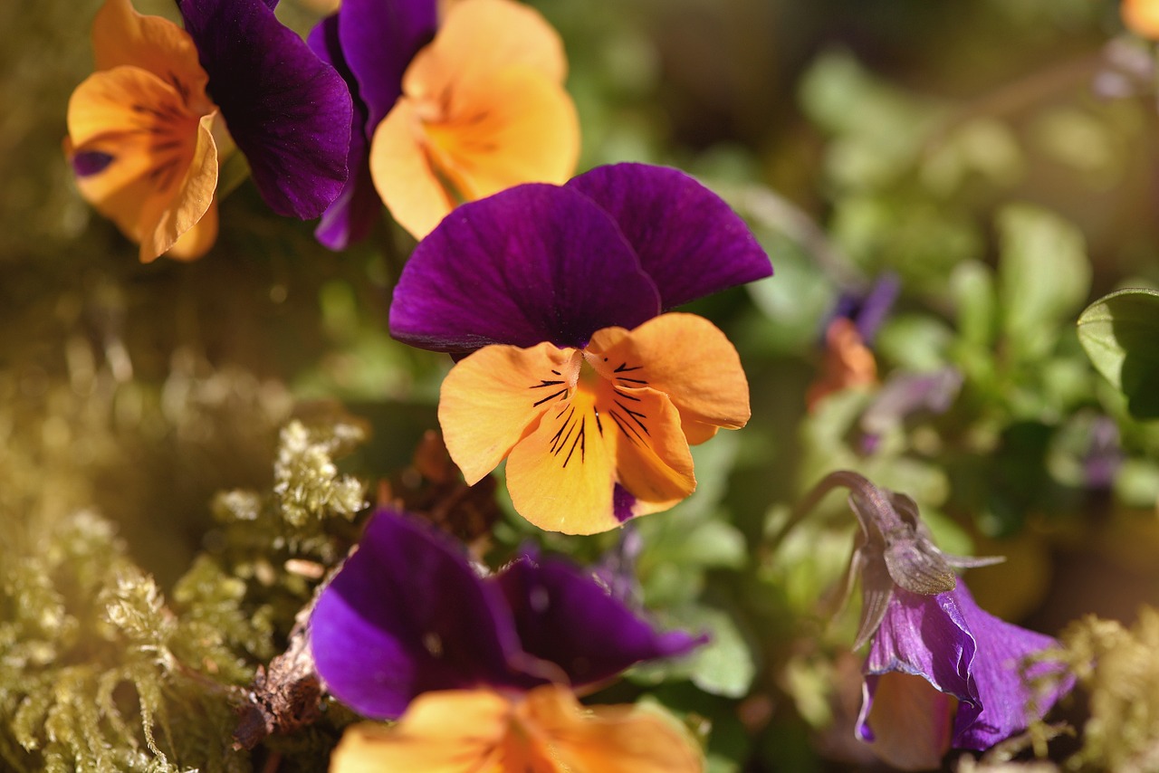 pansy orange purple free photo