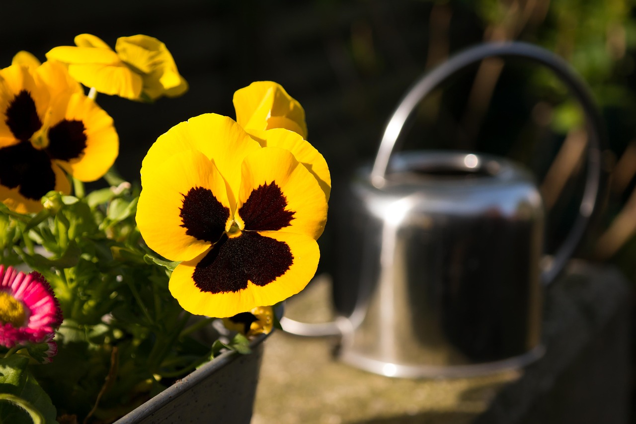 pansy watering can yellow free photo