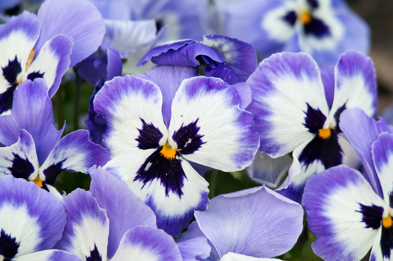 pansy purple flowers free photo