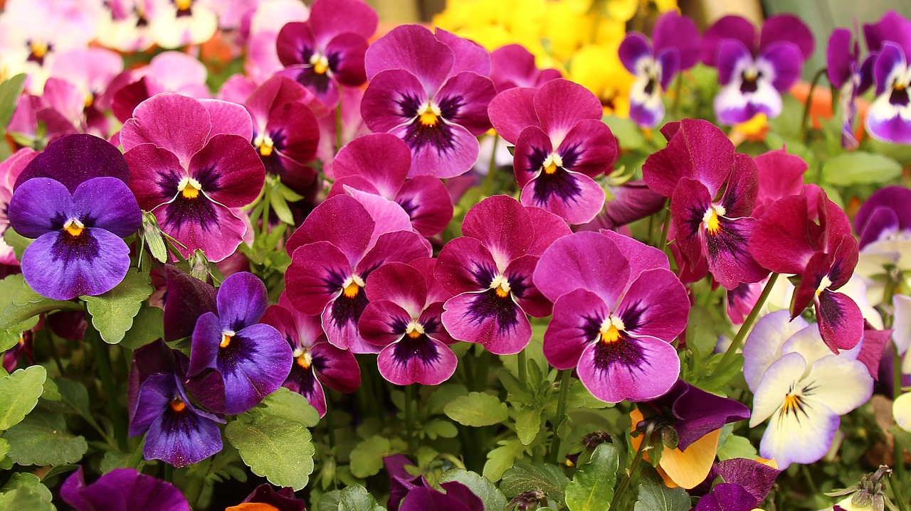 pansy flower spring free photo