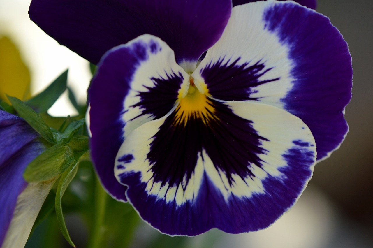 pansy violet flower free photo