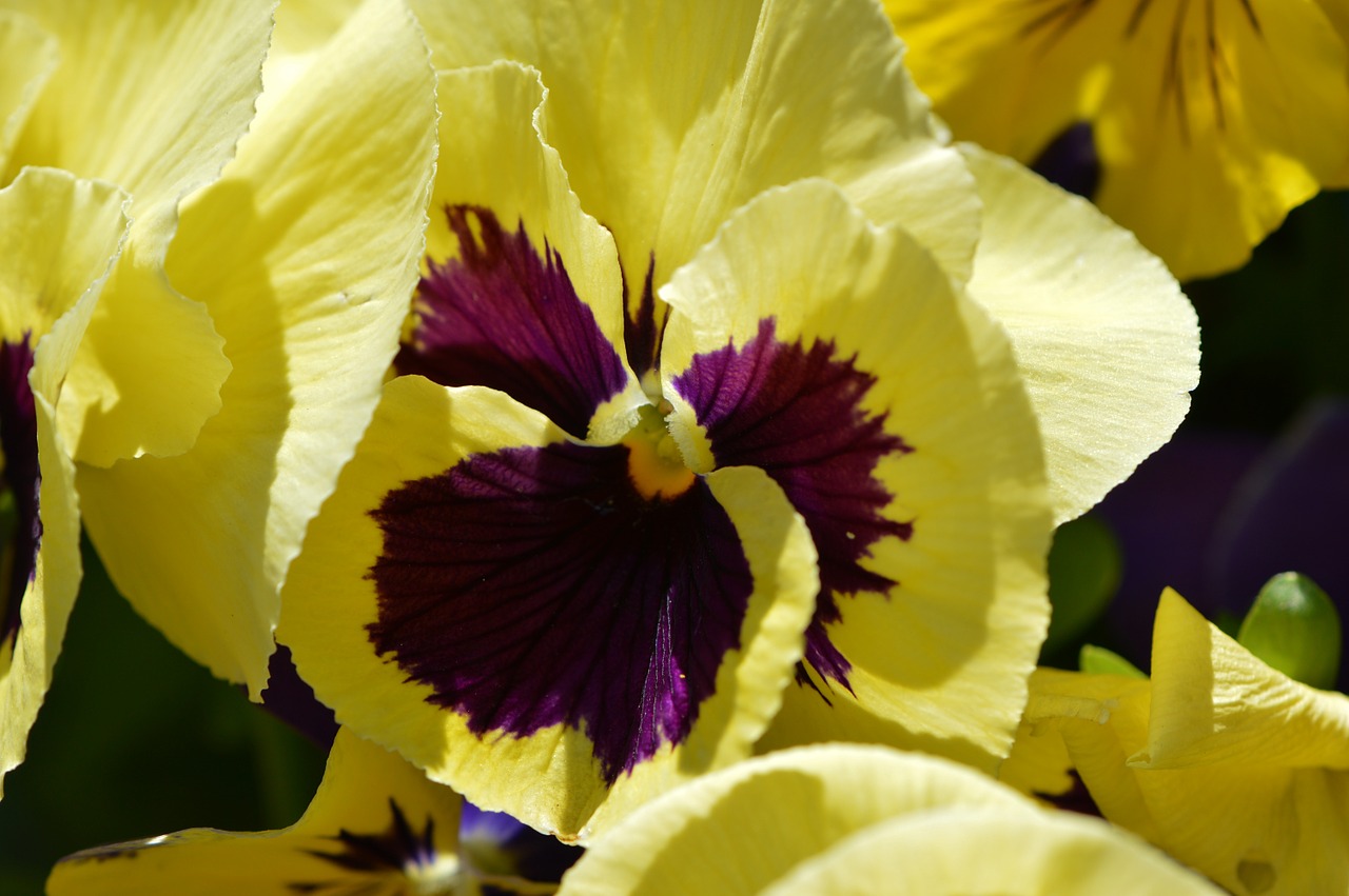 pansy violet flower free photo