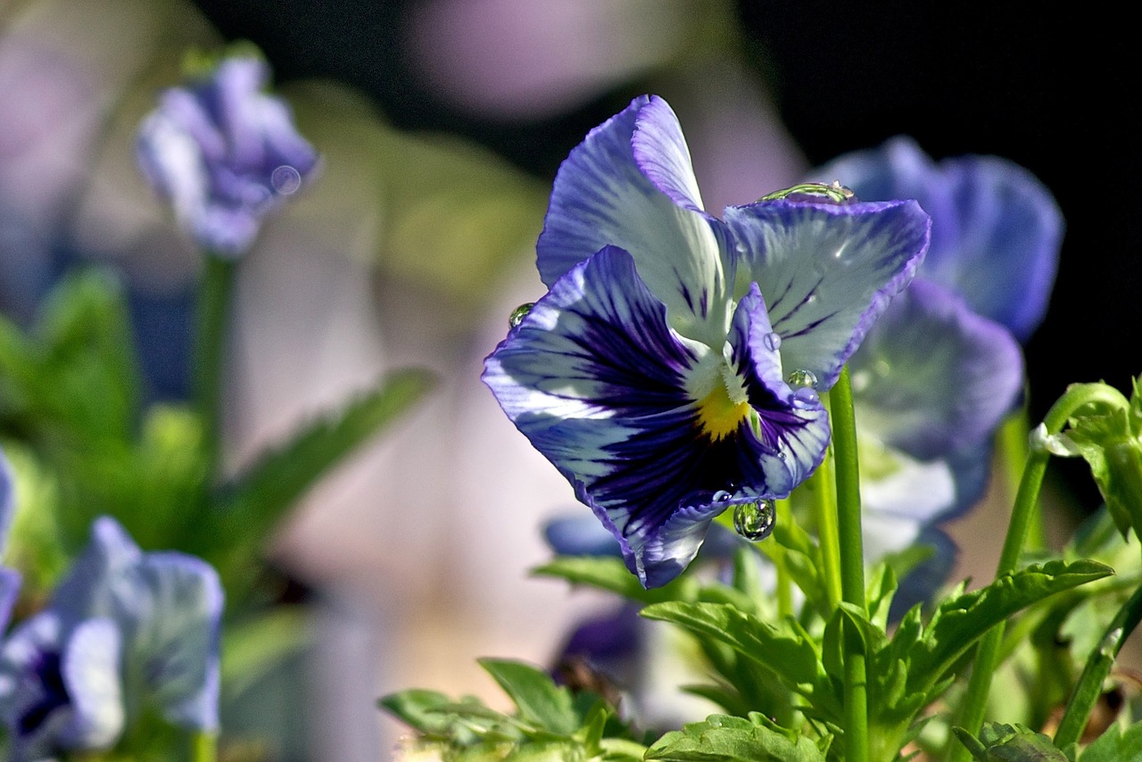 pansy flower purple free photo