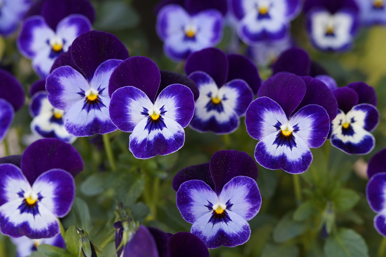 pansy flowers bloom free photo