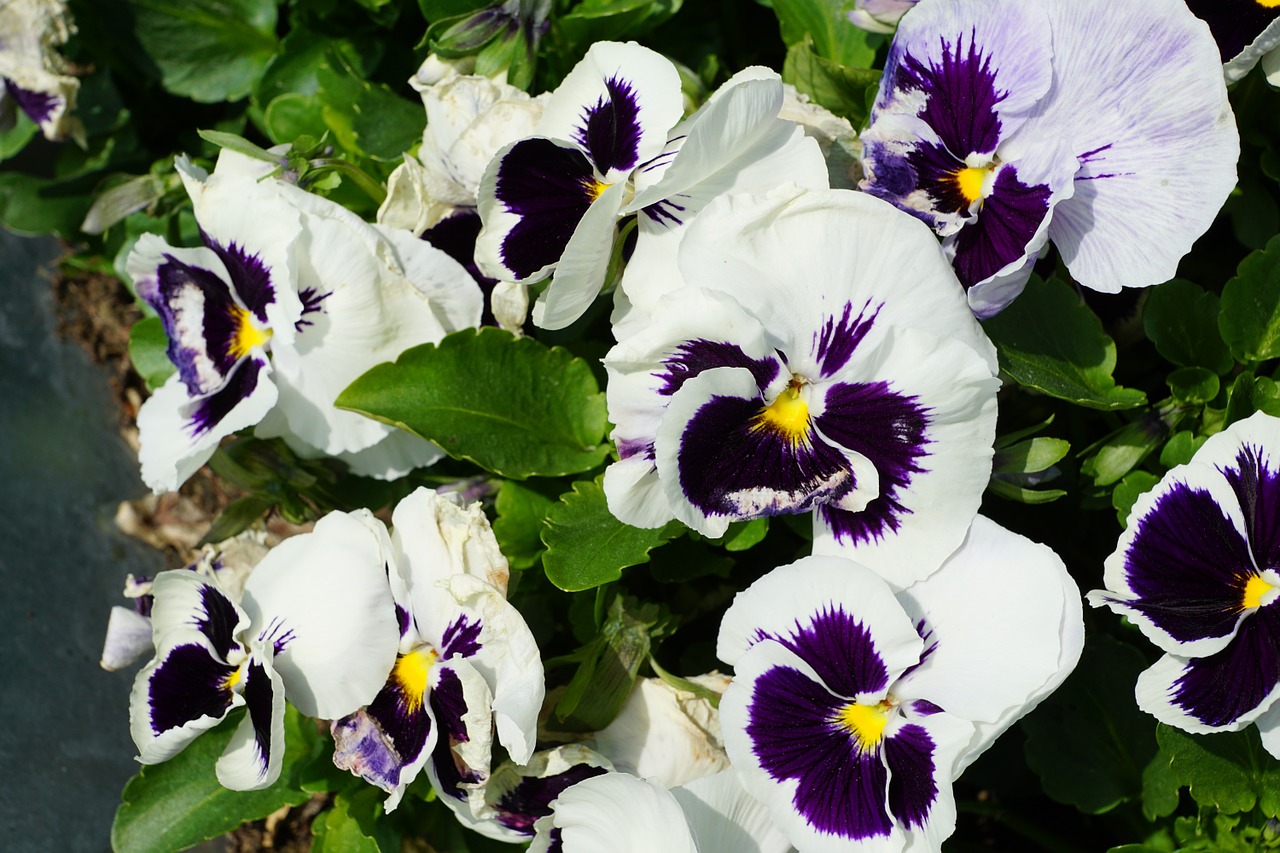 pansy flowers naturv free photo