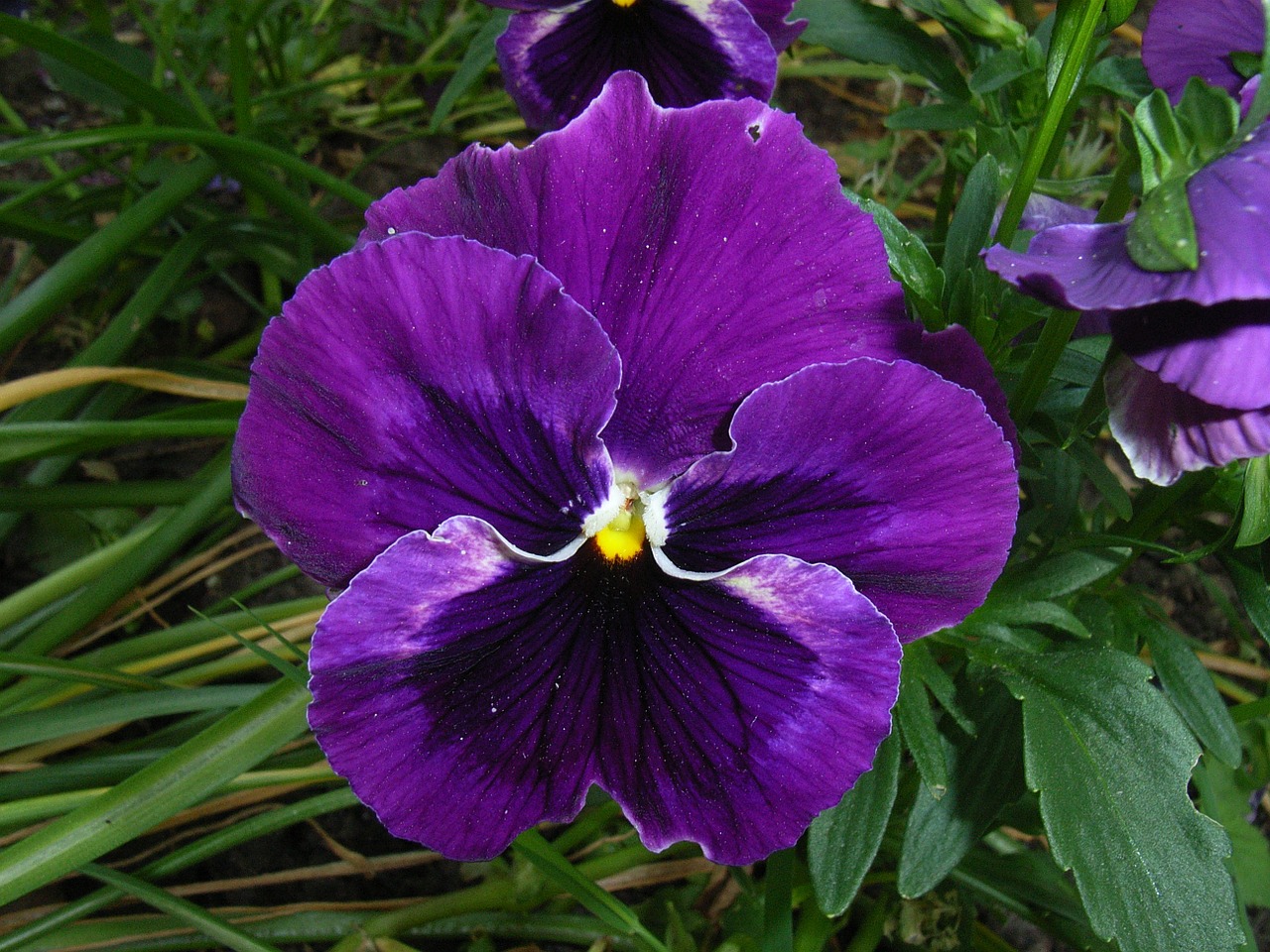 pansy flower violet free photo