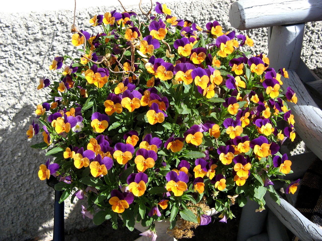 pansy flowers plant free photo